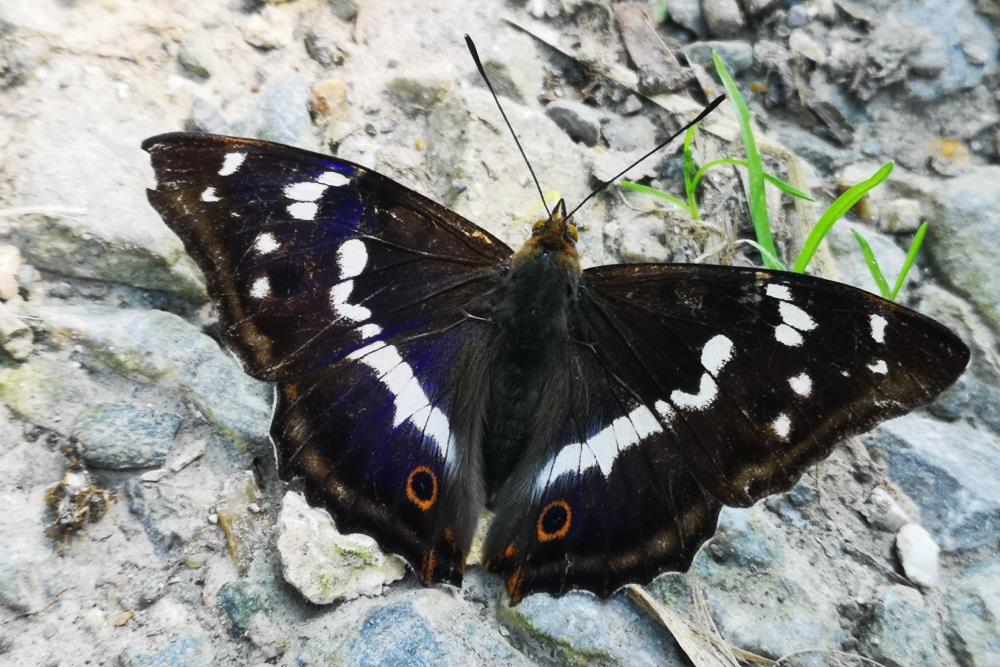 Significado da borboleta preta: os 9 sinais espirituais a conhecer