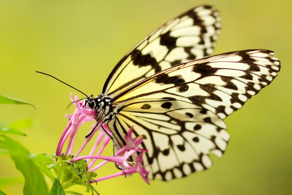 Significato della farfalla nera e gialla: 8 segni spirituali