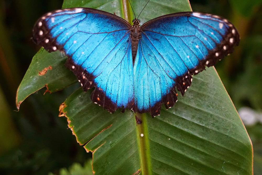Signification du papillon bleu : les 8 vrais messages spirituels