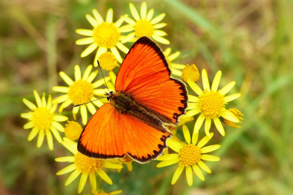 Orange fjärils betydelse: De 8 sanna andliga budskapen