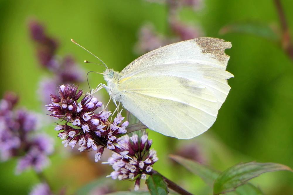 Significado da borboleta branca: os 8 sinais espirituais a conhecer